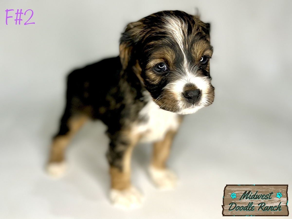 Cookie's Female #2- RESERVED for Theresa D.