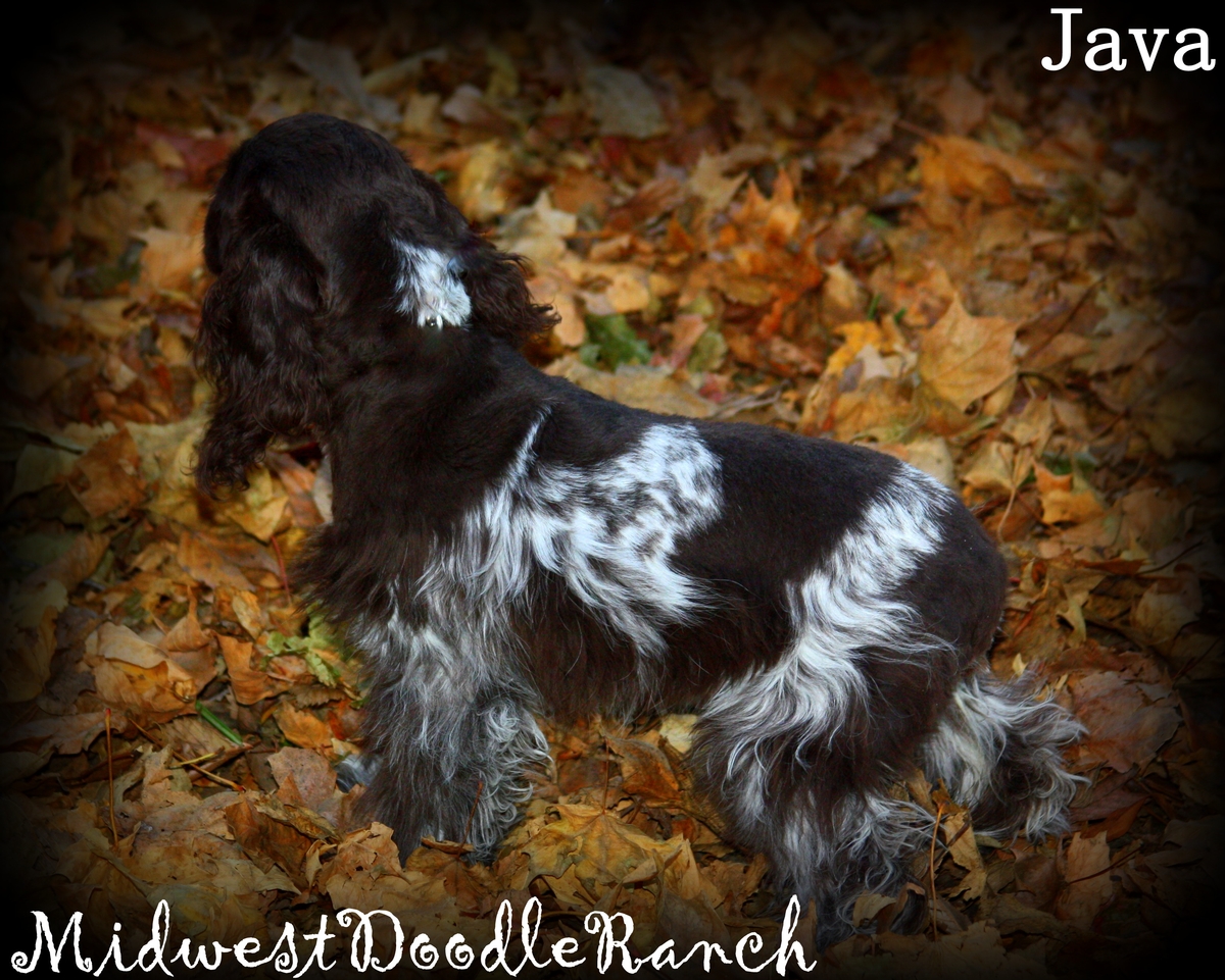 cocker spaniel breeders midwest