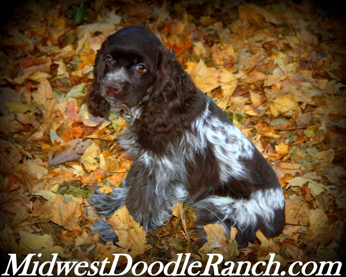 cocker spaniel breeders midwest