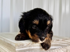 Willow's Tri Female #4