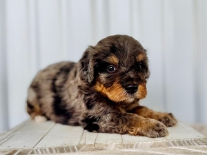 Willow's Merle Male #3