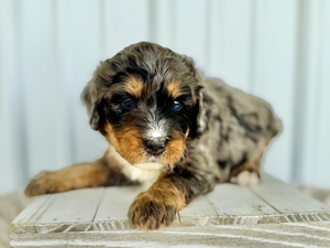 Willow's Merle Male #4- RESERVED