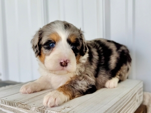 Willow's Merle Female #5- RESERVED