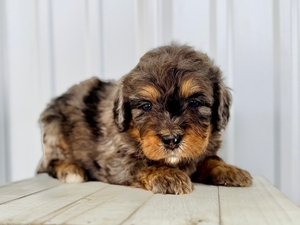 Willow's Merle Female #6- RESERVED