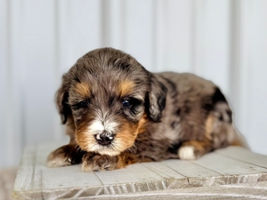 Willow's Merle Female #7- RESERVED