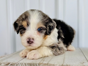 Willow's Merle Male #5- RESERVED