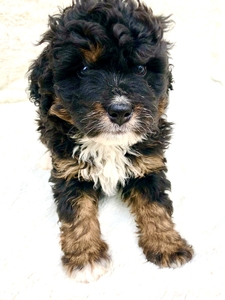 Sky's Tri Female #2 Reserved for Nancy B. from Massachusetts