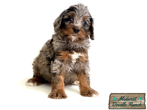 Cheyenne's Tri Merle Female #6 Reserved for Morgan W. from Branson, MO