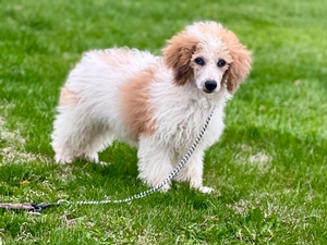 Tanner- 5 months