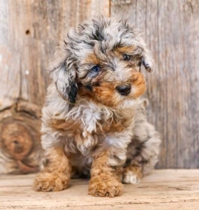 Miniature Poodles Breed Photo