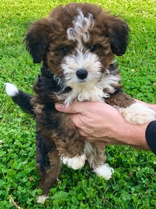 Sky's Sable Tri Female #6 Reserved for Richard F. from Nebraska
