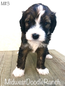 Winter's Sable Tri Male #3- RESERVED for Shelley M.