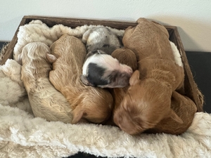 Rose's Litter of 5 Cockapoo Puppies!