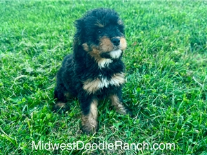 Willow's Tri Male #1- RESERVED