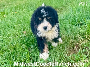 Willow's Tri Female #1- RESERVED