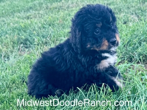 Willow's Tri Male #2- RESERVED