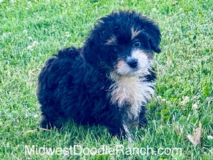 Willow's Tri Female #2 Reserved for Paul G. from Saint Charles, Missouri