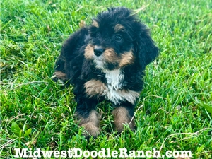 Willow's Tri Female #3- RESERVED