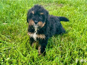 Willow's Tri Female #4 Reserved for Robert B. Kansas City, Missouri