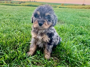 Willow's Merle Male #3- RESERVED