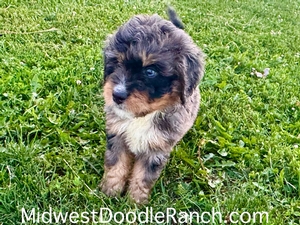 Willow's Merle Male #4- RESERVED