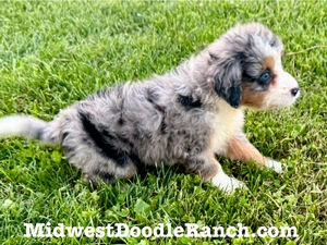 Willow's Merle Female #5- RESERVED