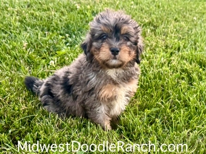 Willow's Merle Female #6- RESERVED