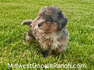 Willow's Merle Female #7- RESERVED