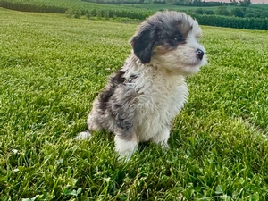 Willow's Merle Male #5- RESERVED