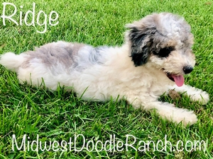 Ridge