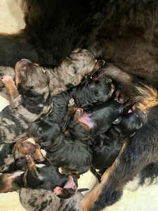 Oakley's Litter of Mini Bernedoodles!