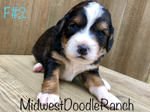 Maya's Female #2 Reserved for Charles (Anne) F. from Missouri