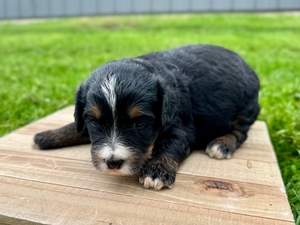 Willow's Tri Female #1