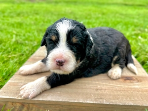 Willow's Tri Male #1- RESERVED