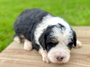 Willow's Tri Female #2