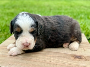 Willow's Tri Merle Male #2- RESERVED