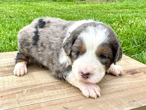 Willow's Tri Merle Female #3- RESERVED