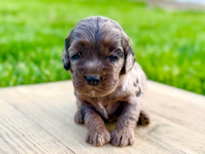Pumpkin's Merle F#2- RESERVED