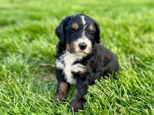 Willow's Tri Female #1