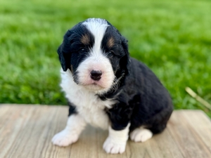 Willow's Tri Male #1- RESERVED
