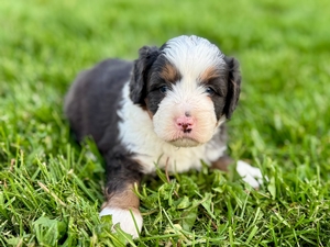 Willow's Tri Merle Male #2- RESERVED