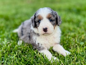 Willow's Tri Merle Female #3- RESERVED