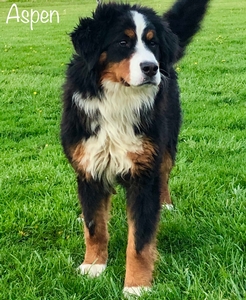 Aspen- Bernese Mountain Dog- Reserved
