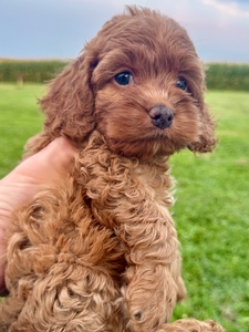 Rose's Female #3