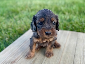 Pumpkin's Merle Male #3- RESERVED