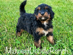 Aspen's Tri Male #2 Reserved for Tamara G. from Colorado