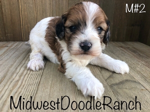 Mocha's Parti Merle Male #2- RESERVED for Kristen M.