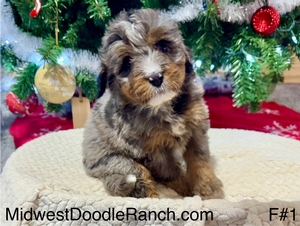 Oakley's Merle Female #1 (Reserved for Jon M. from Lenexa, Kansas)