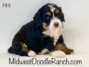 Kona's Tri Female #3 Reserved for Mariana L. from Aurora, Colorado