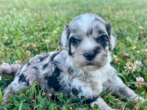 Rose Merle Male #1